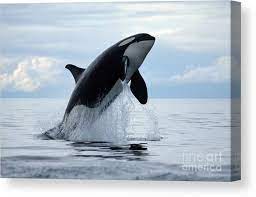 Freeart provides free 8x10 inch prints. One Killer Whale Or Orca Jumping Out Of The Ocean In The Pacific Canvas Print Canvas Art By Brandon Cole