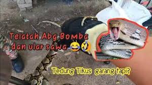 Ular tedung senduk ialah sejenis ular tedung. Kenapa Ular Sawa Selalu Datang Rumah Ular Tedung Apa Yang Tak Berbisa Youtube