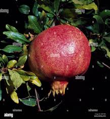 Image result for Punicaceae