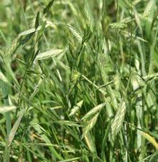 Image result for Bromus catharticus
