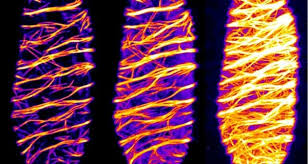 The plant cell wall serves a variety of functions. Study On How Plants And Trees Stabilize Their Water Pipes To Grow Taller