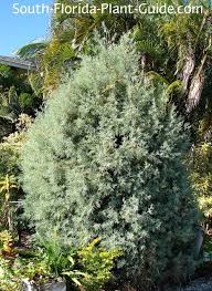 These trees make great wind breaks and can act like a privacy fence on your property. Arizona Cypress Tree