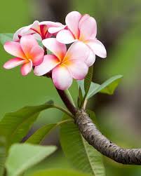 Plumerias are often associated with hawaii because they are used to make traditional leis and other plumeria grows in clusters and can produce up to 200 blossoms per cluster. Pin On Favorite Places Spaces