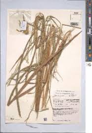 Image result for Rottboellia