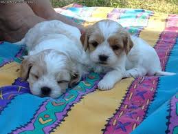 If you're in the new england area and are interested in our guardian program or want. Cavachon Puppies Pets And Animals Forsale Michigan