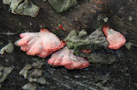 Image result for Merulius incarnatus