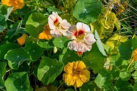 The easiest way to plant nasturtiums is to direct sow the seeds in your garden or in a container. Growing Nasturtiums How To Plant Grow And Care For Nasturiums The Old Farmer S Almanac