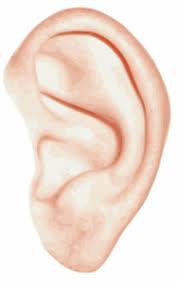 Vector Clip Art Online Royalty Free Public Domain Tinnitus Remedies Excessive Ear Wax Ear Wax
