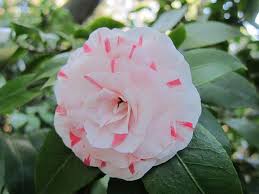 Candy Cane Camellia Flowers Candy Cane Pretty In Pink