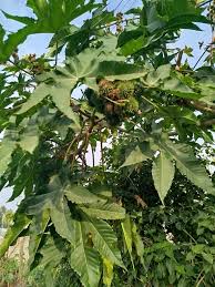 Image result for Eragrostis mildbraedii