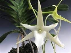 Image result for Angraecum calceolus