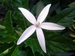 We did not find results for: Bunga Bintang Sembuhkan Mata Minus Dan Katarak Balipuspanews Com