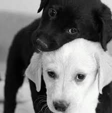 For this he needs to find weapons and vehicles in caches. King Player In Free Fire Game Home Facebook