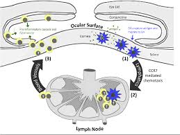 It is activated by two different ligands, ccl19 and ccl21, and is responsible for the proper recruitment of. Figure 1 From The Chemokine Receptor Ccr7 Expressed By Dendritic Cells A Key Player In Corneal And Ocular Surface Inflammation Semantic Scholar