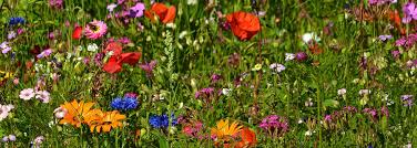 Obituary for Dora Hoffman Klosner