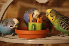 Pin Auf Wellensittiche Blog Videos