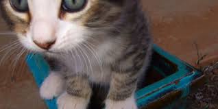 Dandruff is not just an aesthetic issue with cats—cat dandruff can be symptomatic of a bigger health concern, and your cat's scratching can. How To Remove Cat Dandruff With Home Remedies Love Meow