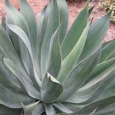 Image result for Buchnera attenuata