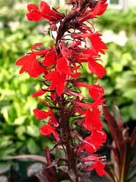 Image result for Lobelia fervens