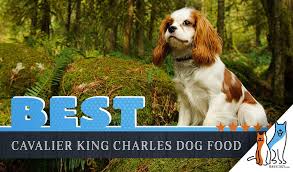 6 Best Cavalier King Charles Spaniels Dog Food Plus Top