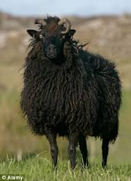 Pin By Ruby Child On Themes Nine Sheep Farm Sheep Art Sheep