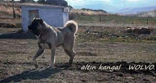 damizlik kangal erkekleri kangal kopegi kopek coban kopekleri