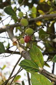 Image result for Ficus exasperata