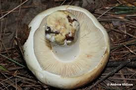 Image result for Russula compacta
