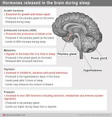Chemical Messenger How Hormones Help Us Sleep Hormones Better Sleep Sleep