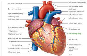 Anatomy Of The Heart Human Heart Anatomy Heart Anatomy Human Anatomy And Physiology