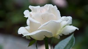 Image result for images of white rose hd