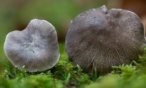 Image result for Trichodesma physaloides