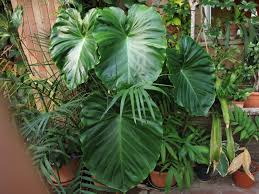 Image result for Remusatia