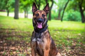 As we mentioned, there is a certain resemblance between these two dogs. Why Do Police Use Belgian Malinois