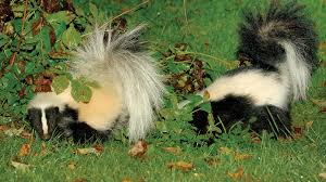 The striped skunk is one of the most feared the spotted skunk, are one of three different species of skunk in the u.s. Learn About Skunks Mass Gov