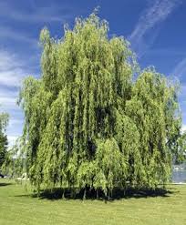 Trauerweide Salix Alba Tristis Pflege Anleitung Trauerweide Pflanzen Garten