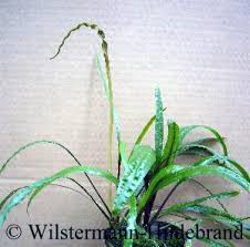 It is not very demanding, but appreciates a nutritious substrate and good light. Wasserkelche Cryptocorynen Als Aquarienpflanzen
