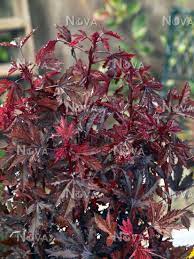 Гибискус кислый (hibiscus acetosella) mahogany splendor (mahogany) raw 1000 шт. Hibiscus Mahogany Splendor Media Database