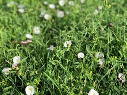 We could eat outside in. 12 Tips For Weeding Flower Beds Lawn Thumbs