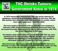 It Cured My Brain Tumor Littleleah Medical Marijuana Littleleah