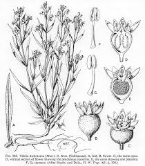 Image result for Vahlia dichotoma