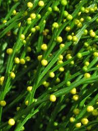 Image result for Psilotum nudum