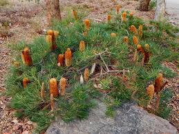 Image result for Barleria spinulosa