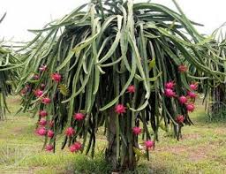 Esta fruta exótica, que proviene de un tipo de cactus, se caracteriza por florecer sólo durante la noche y crecer típicamente en ambientes tropicales o micronutrientes: Pitaya O Fruta Del Dragon Propiedades Y Beneficios Dragon Fruit Plant Dragon Fruit Tree Growing Tomato Plants