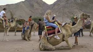 In jaisalmer, rates start from around 1,000 rupees per person for a reputable sunset camel ride into the dunes and cultural. Camel Ranch Eilat Youtube