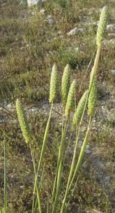 Image result for Phalaris
