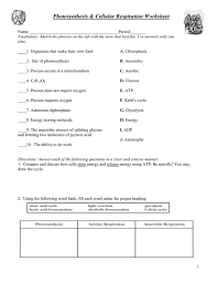 Neuron function pogil answer key. Photosynthesis Cellular Respiration Worksheet
