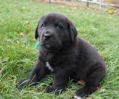 Which breeds mix with newfoundlands? Frank Martin Of Course Newfoundland Lab Mix Puppy For Sale In Pottstown Pa Happy Valentines Day Happyvalentinesday2016i