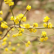 Image result for Buchnera libenii