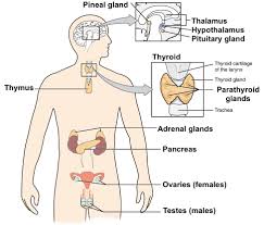 the nervous and endocrine systems review article khan